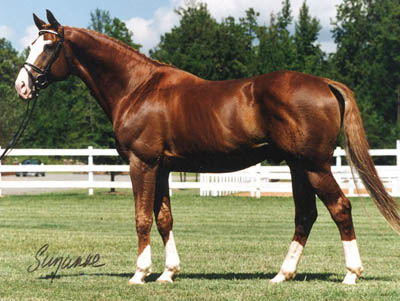 Our main stud, Hadrian, taken at the old farm
