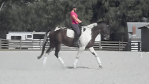 Reins getting a little long in the trot, but happier here with my leg-hip-shoulder alignment