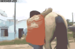 Horse Fail GIF