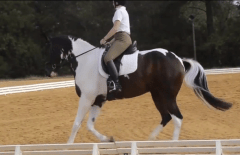 Right lead canter yay!