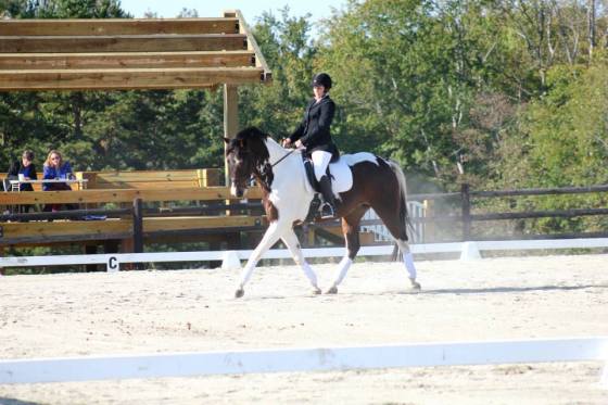 Dressage at Portofino