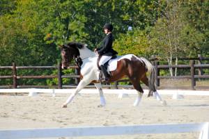 dressage