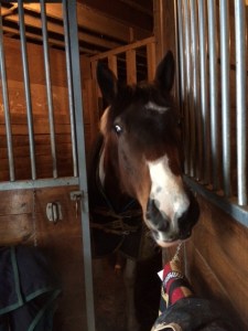 Foster greets strangers by begging