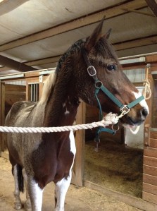 Dirty pony is dirty.