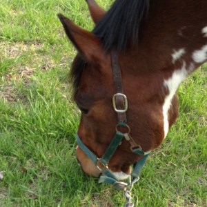 Of course Foster doesn't care, all he wants is more grass.. yay spring!