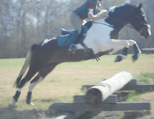 Half Trakehner