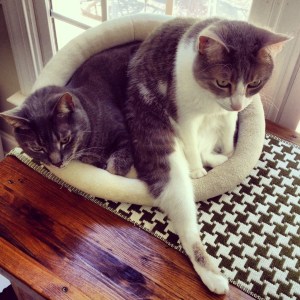 Ran out of Foster pics, sorry.