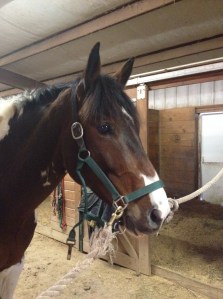 No recent riding pics, so here are random filler photos for you :)