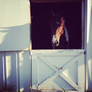 Foster gets his window opened occasionally, since he has proved to us that the door makes a good foot rest