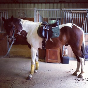 Getting Foster ready for another lengthening-less ride