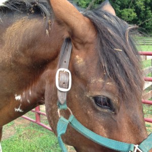 Also, my horse is a dirty pig. Another good excuse for not lessoning?