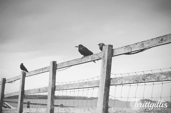 Crows on a fenceline. Stonehenge, England. 2013