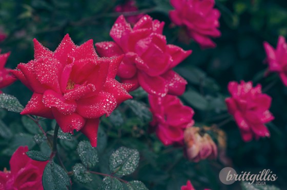 Lots of showers make for pretty flowers