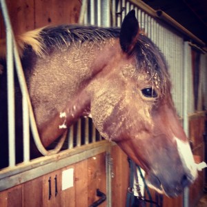 Night 2 of coming to the barn to find the dirty.