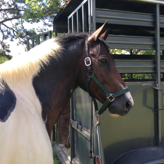 Foster afterwards- what a good boy!