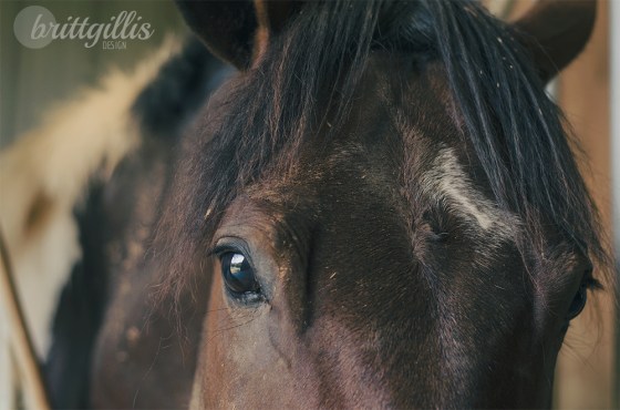 Foster doing what Foster does best- being muddy (follow me on instagram @brittthebrit if you don't believe me)