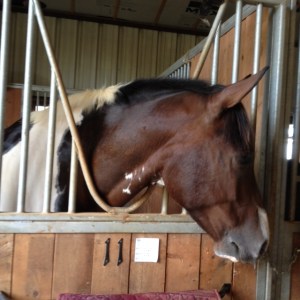 Happy to see this cutie again !