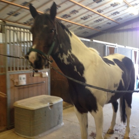 Will take better photo of the clipped pony later