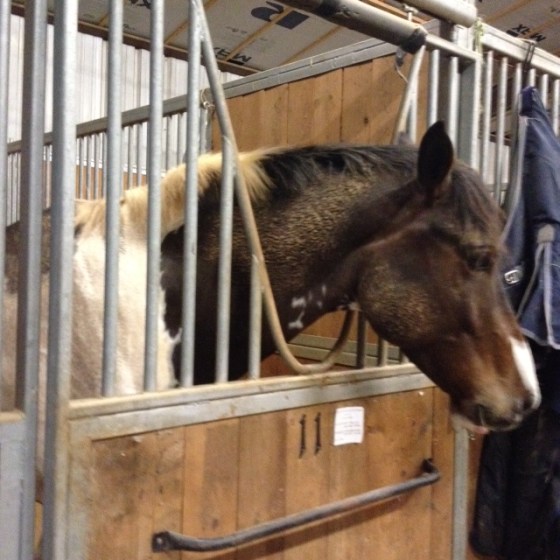 Why do you do this to me horse?