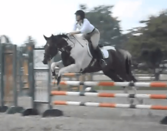 Hunter/Jumper Show, August 2014
