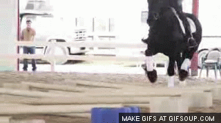 cavaletti-training-for-horses-o