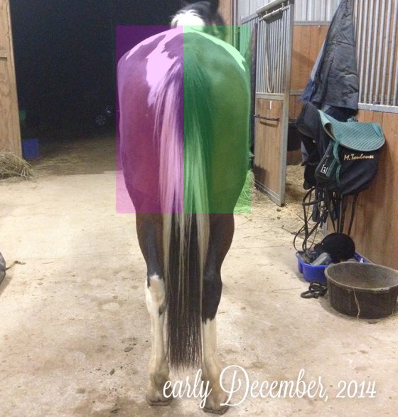 Foster_Before_RearComparison_12.5