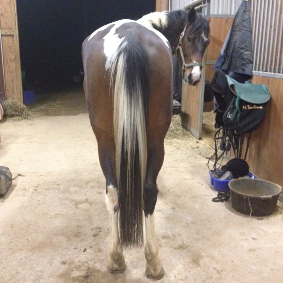 Foster gets confused about my photographing his backside