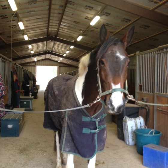 Cheerfully waiting for the vet