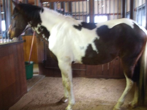 Laying eyes on the spotted pony for the first time