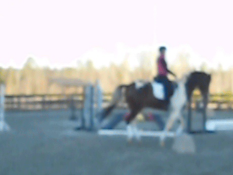 blurry, but the canter is definitely improving!