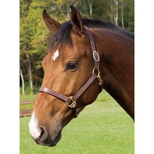 Leather halter for $25? Yes, please.