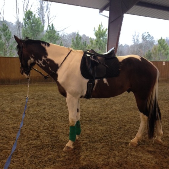 Wild man (not really) got lunged on Saturday to see how he was feeling. He was feeling like he would prefer to stand.