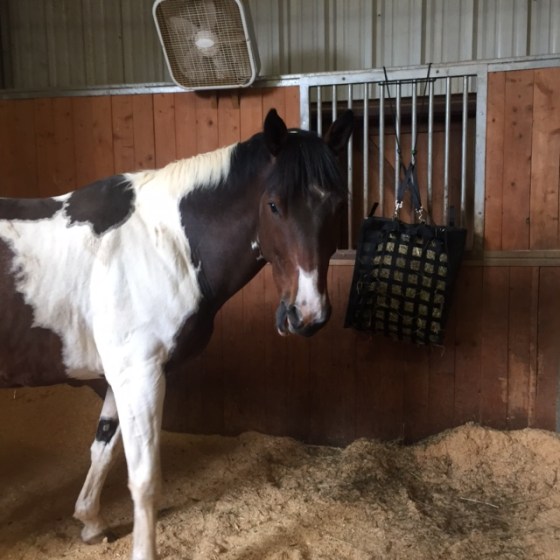 Awkward face + Awkward NiBBle Net