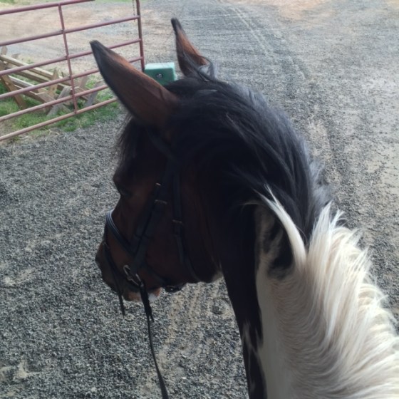 Those ears, I have missed them.