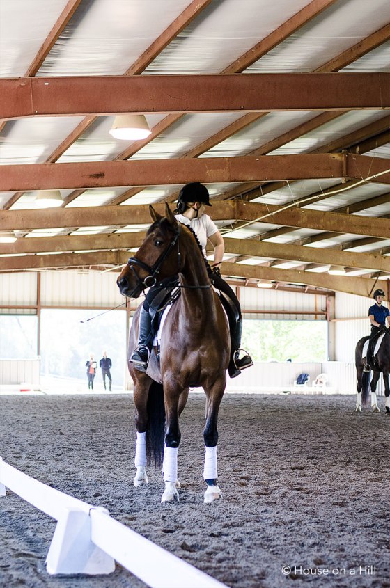 Training Horse checks out the crowd