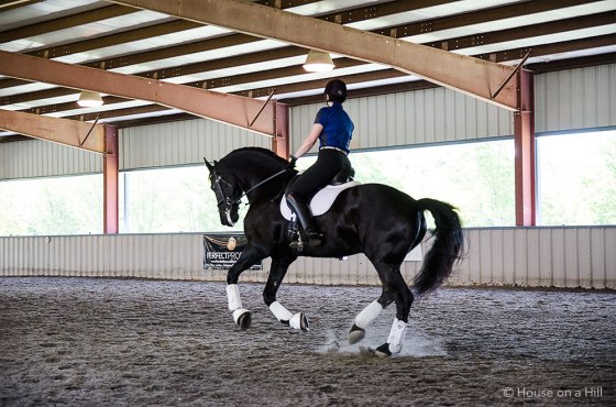 First level Friesian