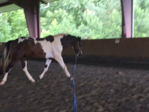 sound horse is not-so-sound