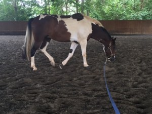 Getting that stretch on the lunge line