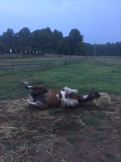 After being entirely too clean for 3 days straight, of course this is his first response