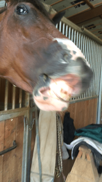 Day 3 of teaching the horse to smile. He cracks me up!