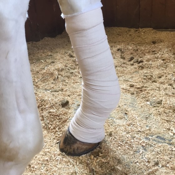 Meanwhile, my bandages (this is #3) are getting better and better