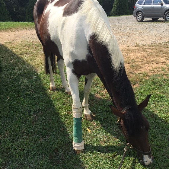 With his revised post-HA-injection wrap