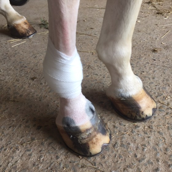 More casting wrap on the still-pink pony leg