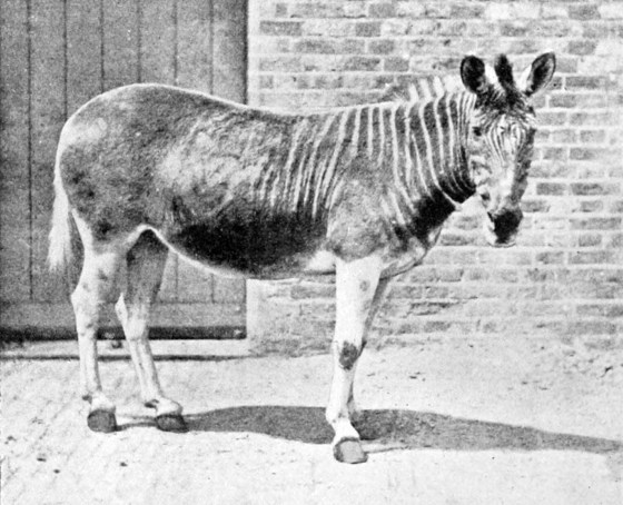 "Quagga in enclosure" by Frederick York (d. 1903) - http://openlibrary.org/books/OL18018139M/Extinct_animals. Licensed under Public Domain via Commons - https://commons.wikimedia.org/wiki/File:Quagga_in_enclosure.jpg#/media/File:Quagga_in_enclosure.jpg