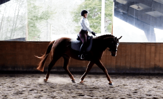 Darcy dressaging