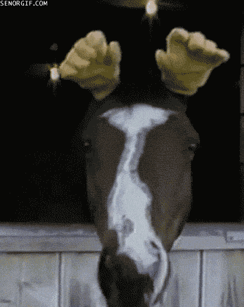 horsegif