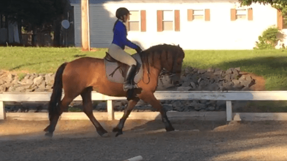 Yay new media! Riley showing off his newly acquired dressaging skillz
