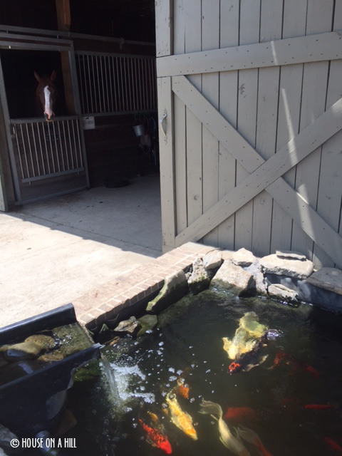 Barns with Koi ponds. Because Kentucky.