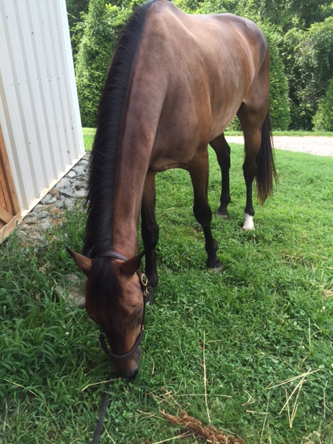 Gangly pony needs some groceries after his adventures