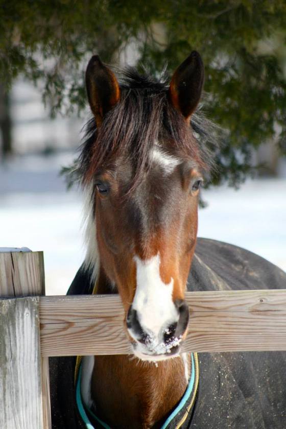 Foster in his paddock | PC: JP